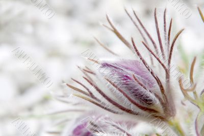 Pasque flower