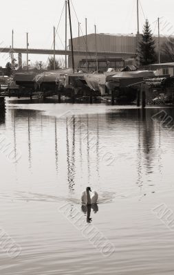 Swan in the harbor of Stralsund