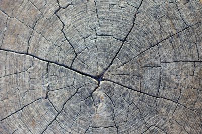 Tree cross section