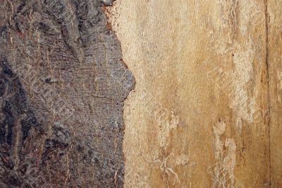 Wooden bark
