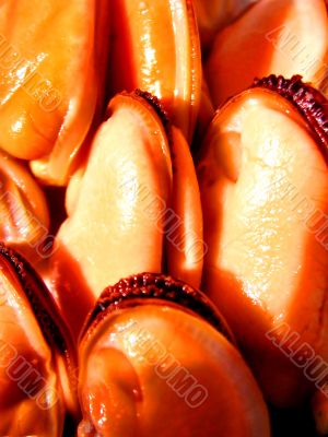 Mussels