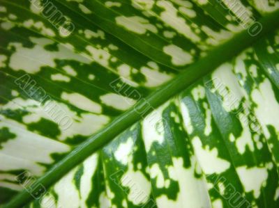 Green leaf texture