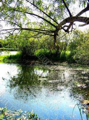 Forest Lake