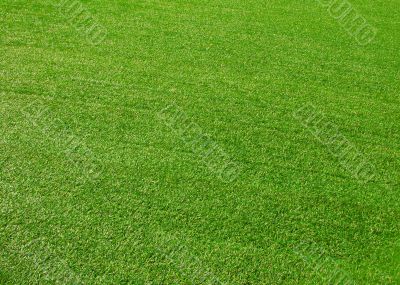Green grass background
