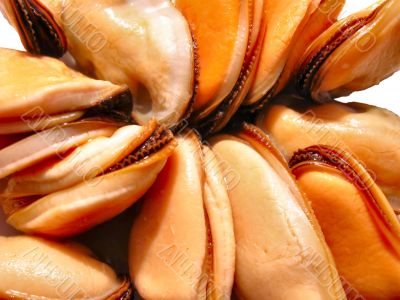 Mussels