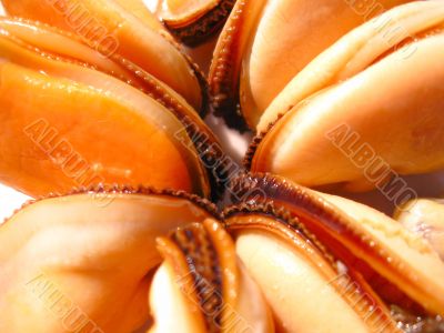 Mussels