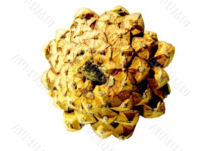 Big pine cone 