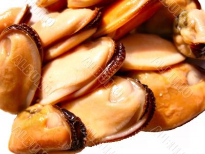 Mussels