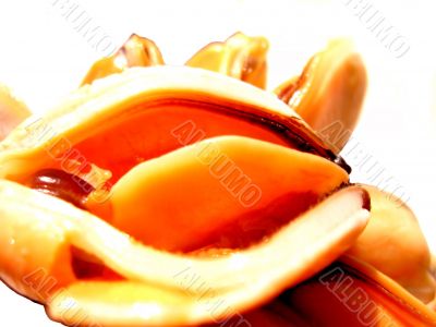 Mussels