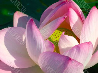 Pink water lily among green leaves