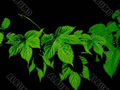 Green hob leaves background