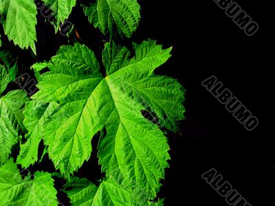 Green hob leaves background