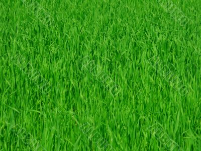 Green grass background