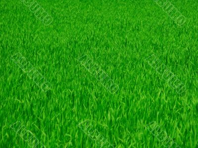 Green grass background