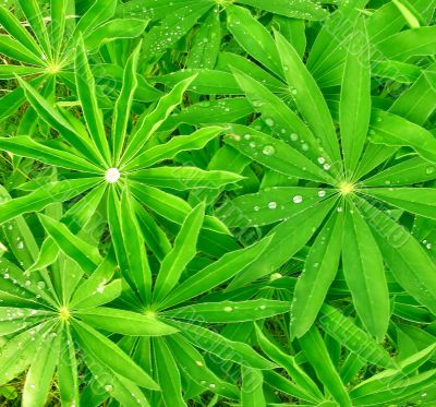 Green leaves background