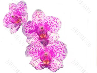 Pink orchid flower