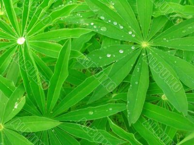 Green leaves background