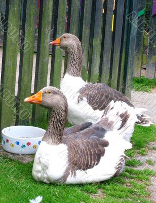 Two geese