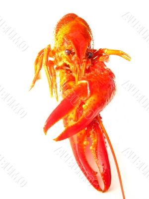 Closup of crawfish isolated