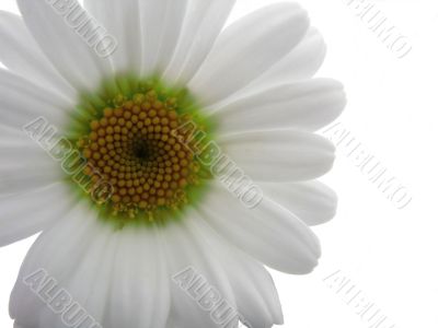 Daisy flower isolated