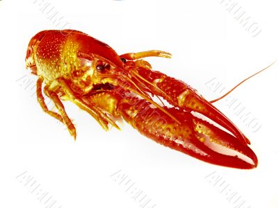 Closup of crawfish isolated