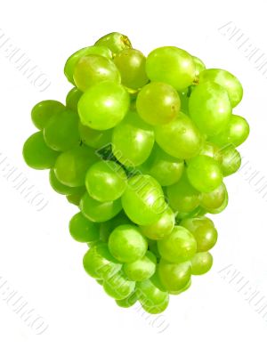 Bunch of white grape close-up.