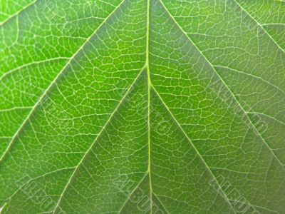 Green leaf texture