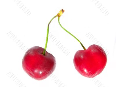 Cherry on white background