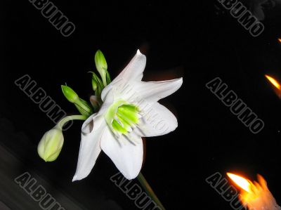 Lily flower and candles on a black background