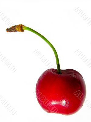 Cherry on white background