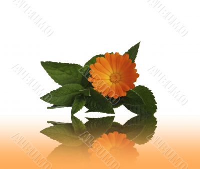 Flower calendulas and mint with a reflection on a table