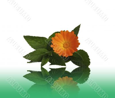 Flower calendulas and mint with a reflection on a table