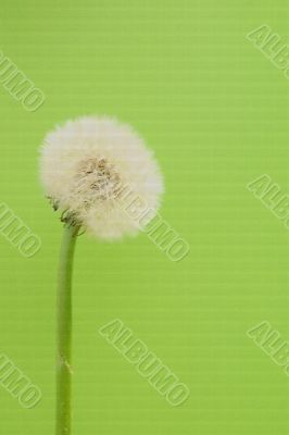 Blowball
