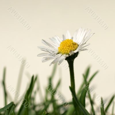 Daisies