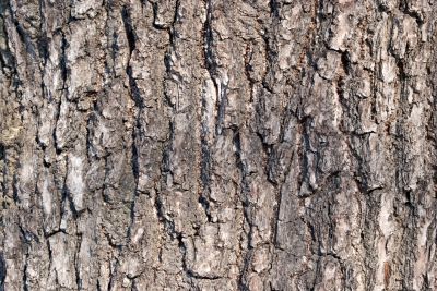 Bark of the tree.