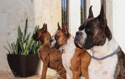 Boxer Dogs