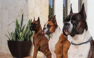 Boxer Dogs