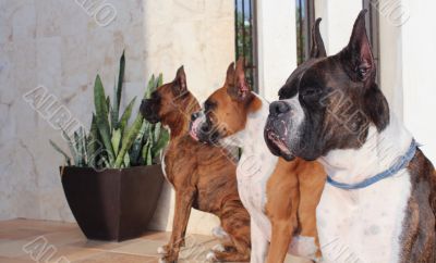 Boxer Dogs
