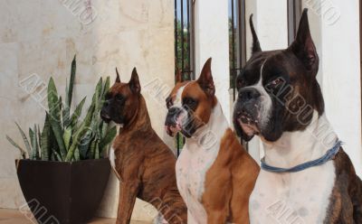 Boxer Dogs