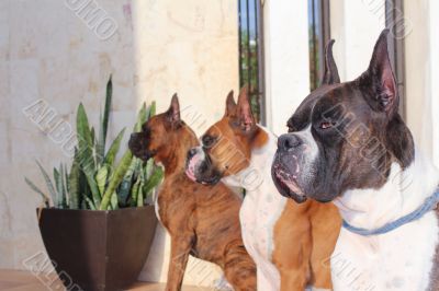 Boxer Dogs