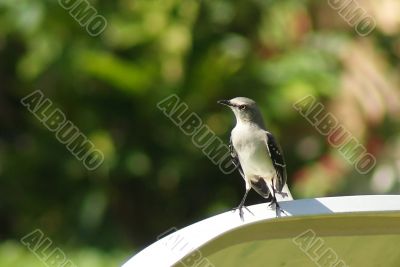 Mockingbird