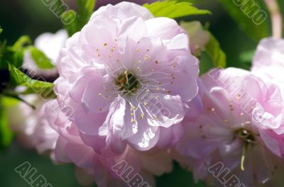 Sakura flowers blooming blossom