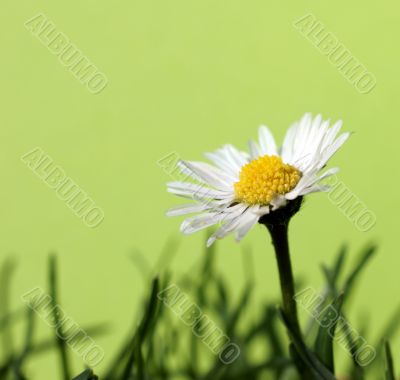 daisy