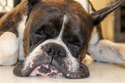 Funny sleeping dog