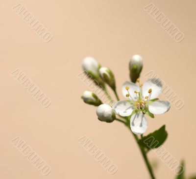 White cherry flower