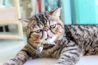 Tabby Cat