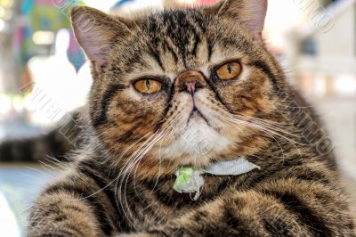 Tabby Cat