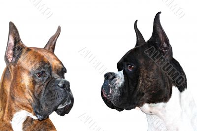 Boxer Dogs
