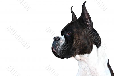 Boxer Dog