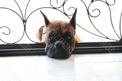 Sad Puppy